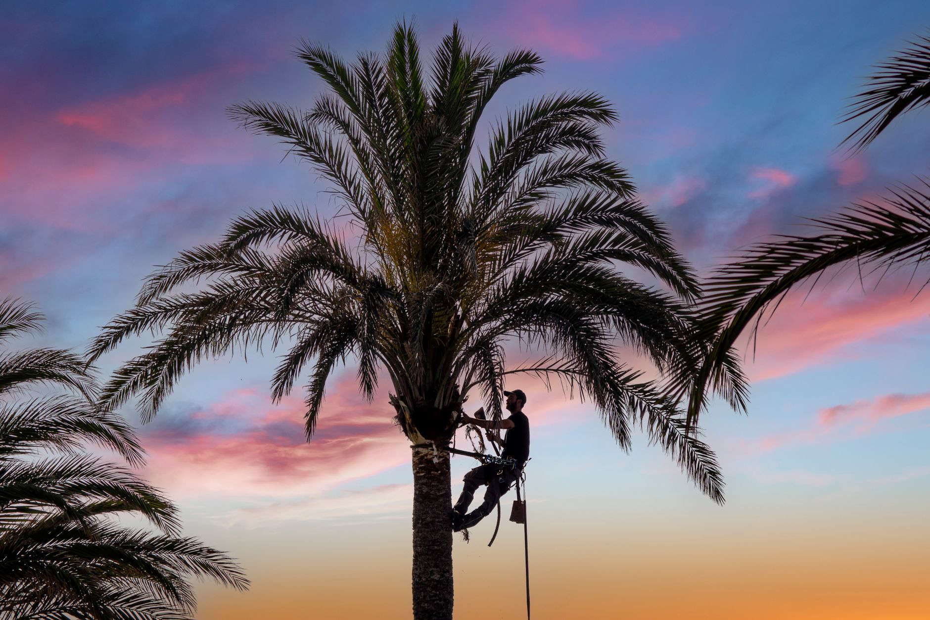 Miguels trimming a tree
